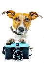 chien app